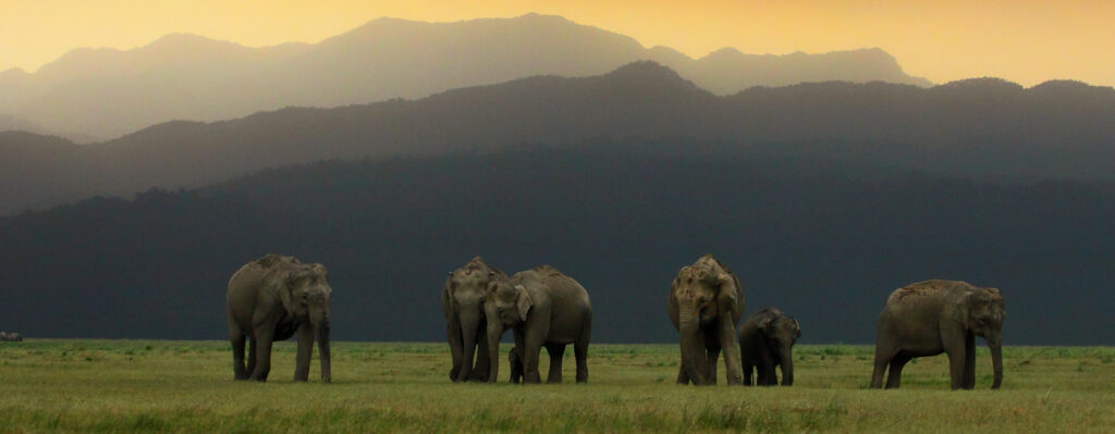 Jim Corbett National Park