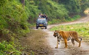 jim corbett national park